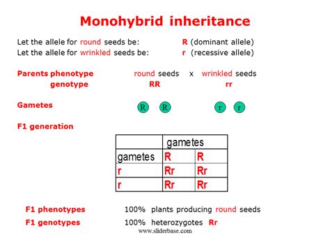 monohybrid inheritance of characteristics.